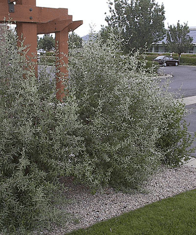 Silver Buffaloberry - Image 2