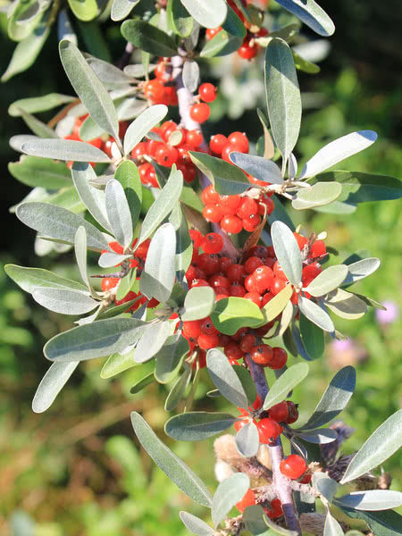 Silver Buffaloberry - Image 3