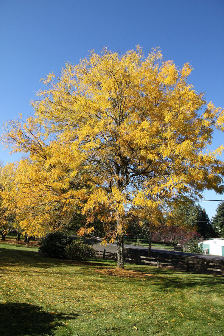 Skyline Honeylocust - Image 2