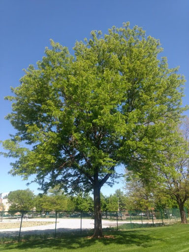 Skyline Honeylocust - Image 3