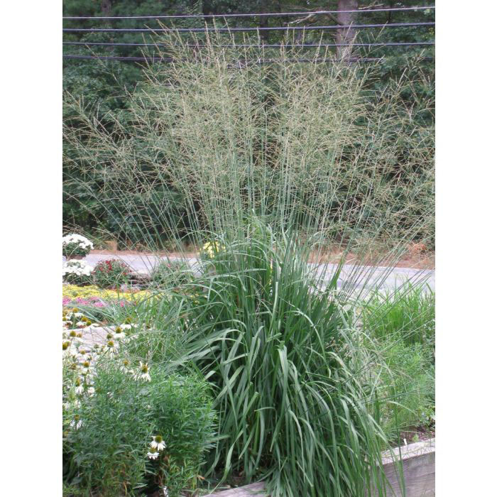 Skyracer Moor Grass - Image 2