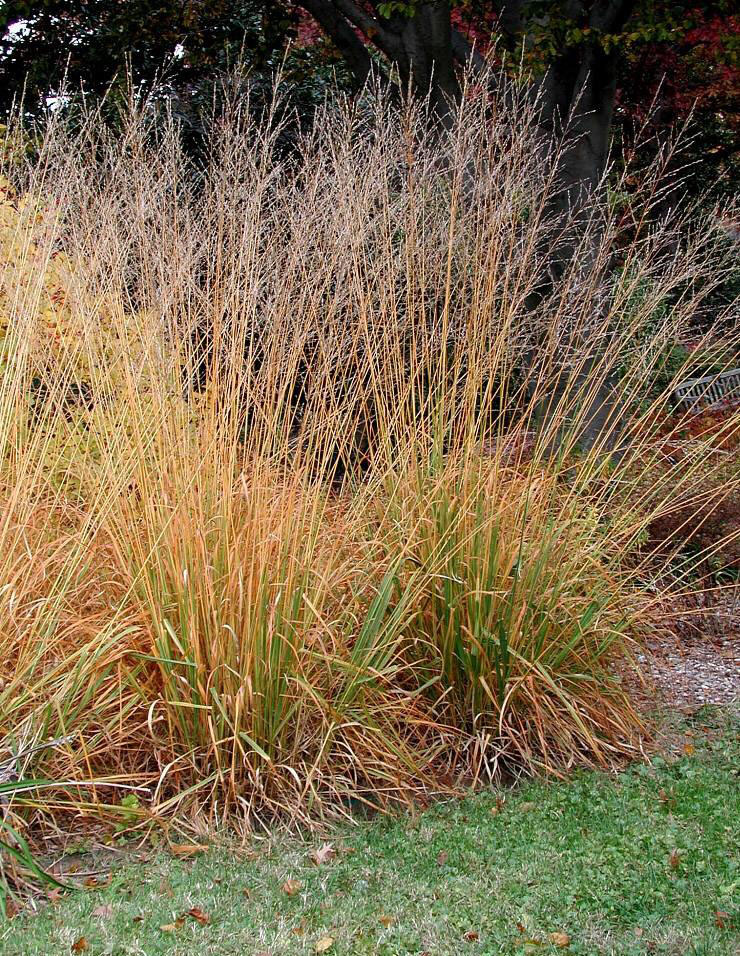 Skyracer Moor Grass - Image 3