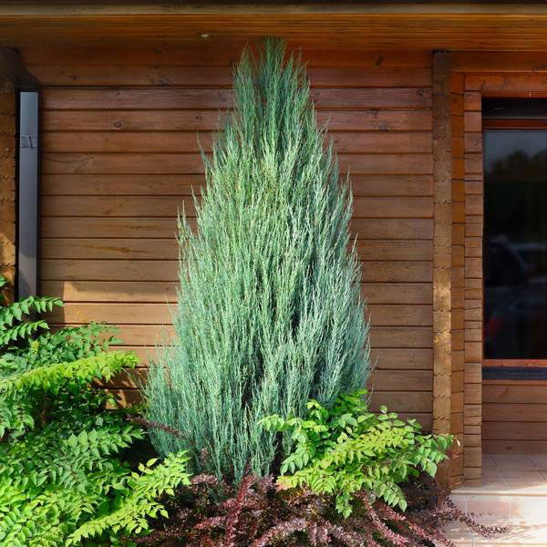Skyrocket Juniper - Image 2