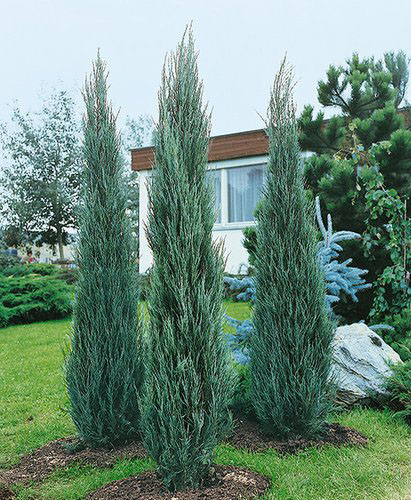 Skyrocket Juniper - Image 3