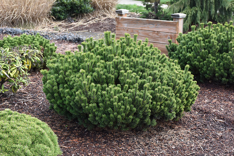 Slowmound Mugo Pine - Image 2