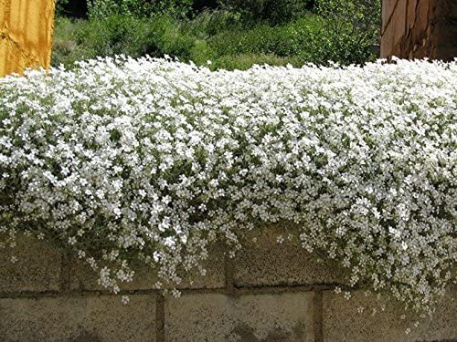 Snow in Summer - Image 2