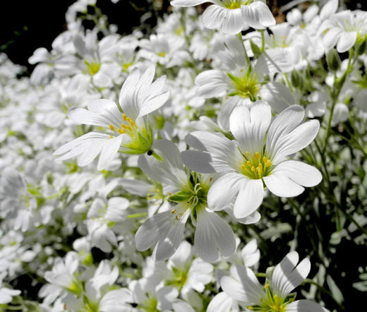 Snow in Summer - Image 3