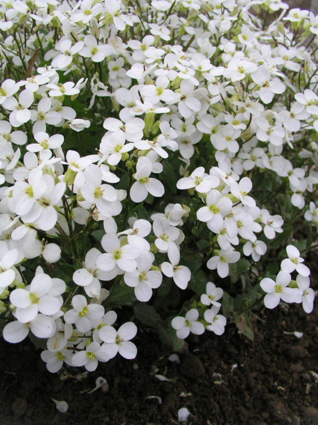 Snowcap Rockcress - Image 2