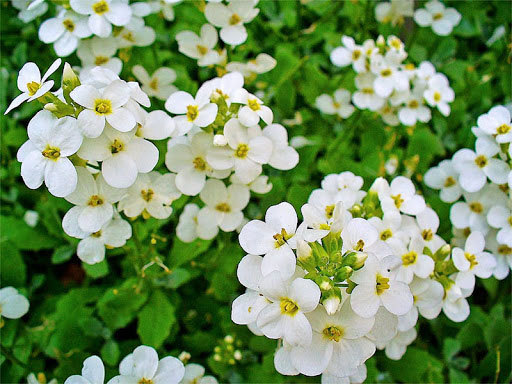 Snowcap Rockcress - Image 3