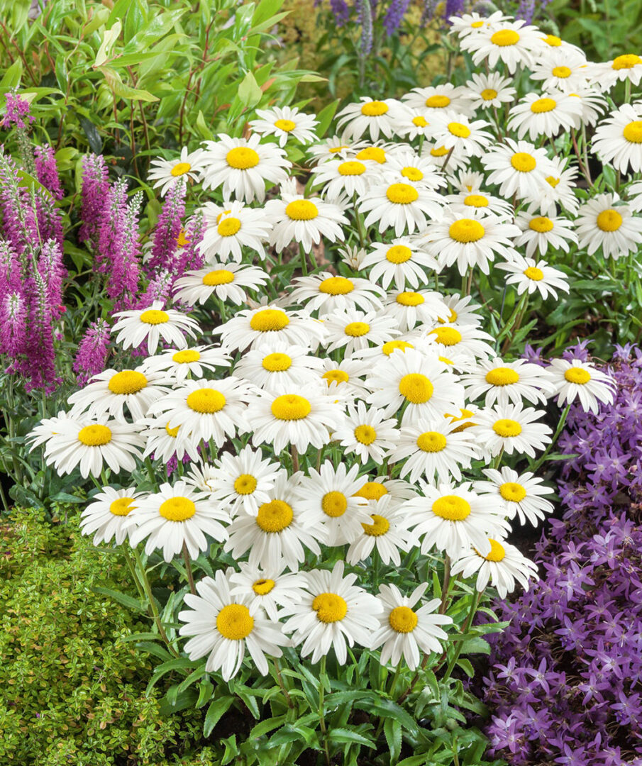 Snowcap Shasta Daisy - Image 2