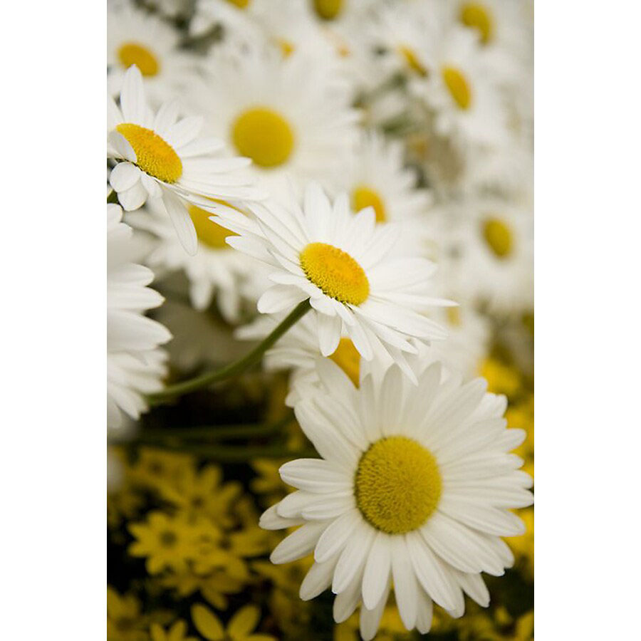 Snowcap Shasta Daisy - Image 3