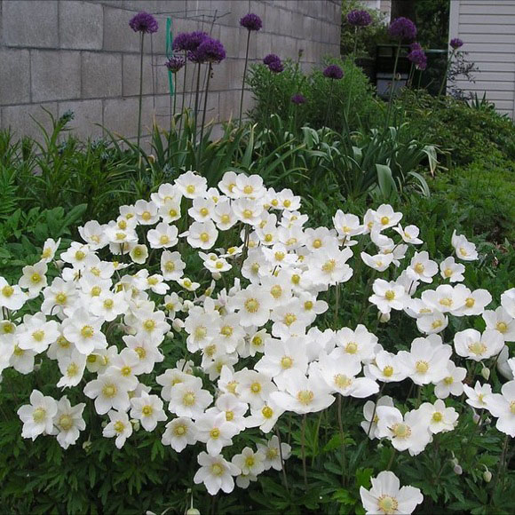 Snowdrop Anemone - Image 2