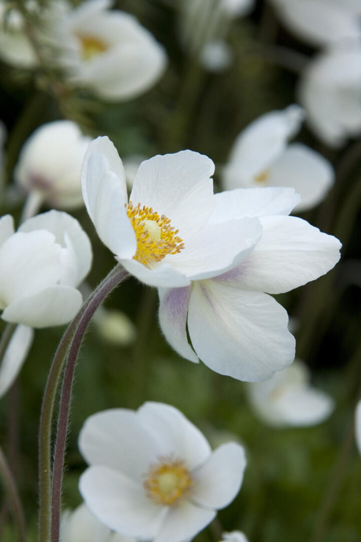 Snowdrop Anemone - Image 3