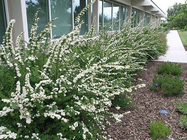 Snowmound Spirea - Image 2