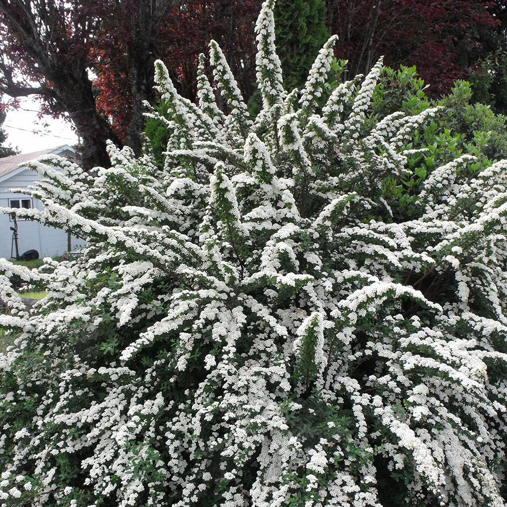 Snowmound Spirea - Image 3