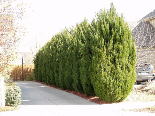 Spartan Juniper - Image 2