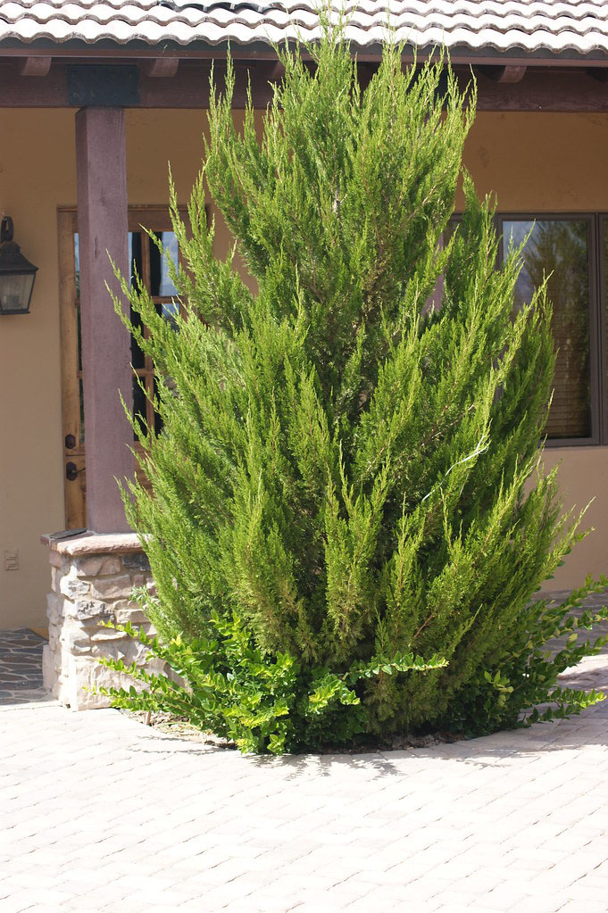 Spartan Juniper - Image 3