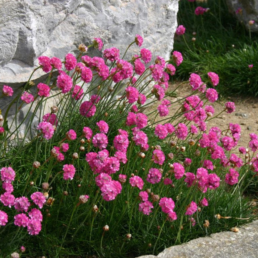 Splendens Sea Pink - Image 2