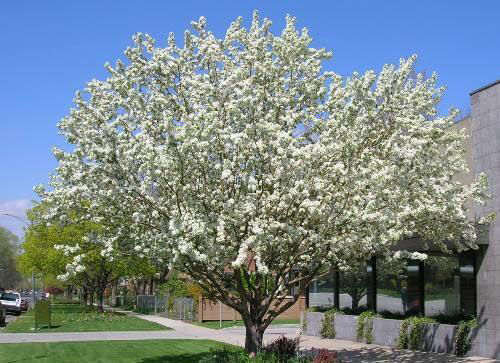 Spring Snow Crabapple - Image 2