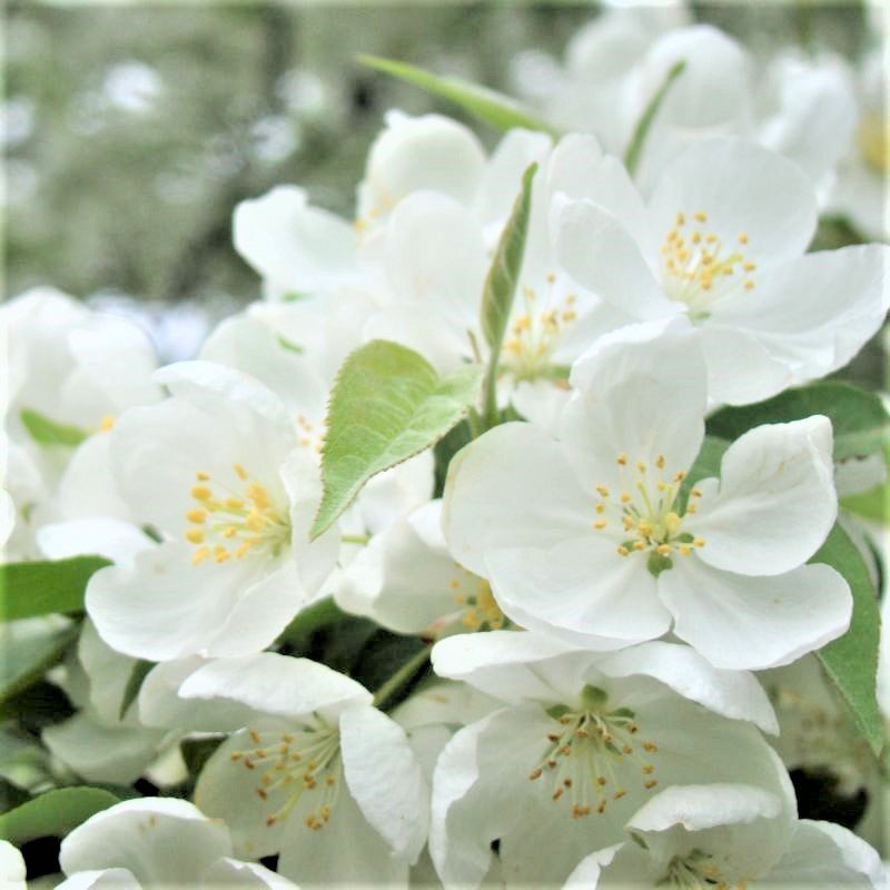 Spring Snow Crabapple - Image 3