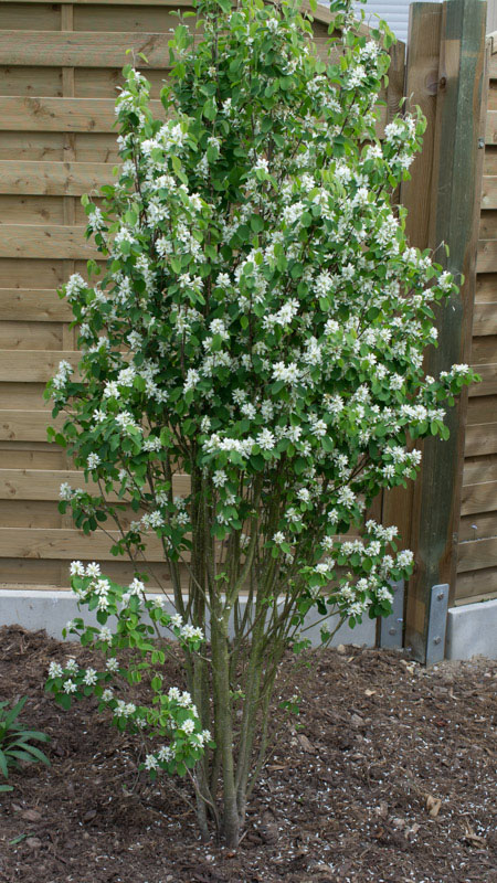 Standing Ovation Serviceberry - Image 2