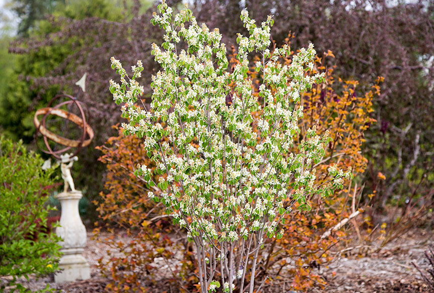 Standing Ovation Serviceberry - Image 3