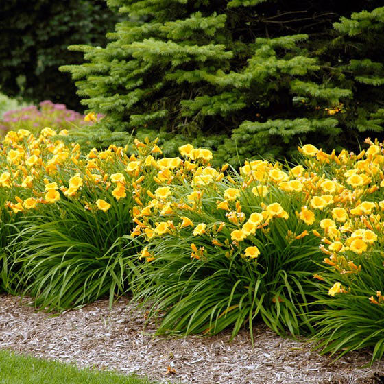 Stella de Oro Daylily - Image 2