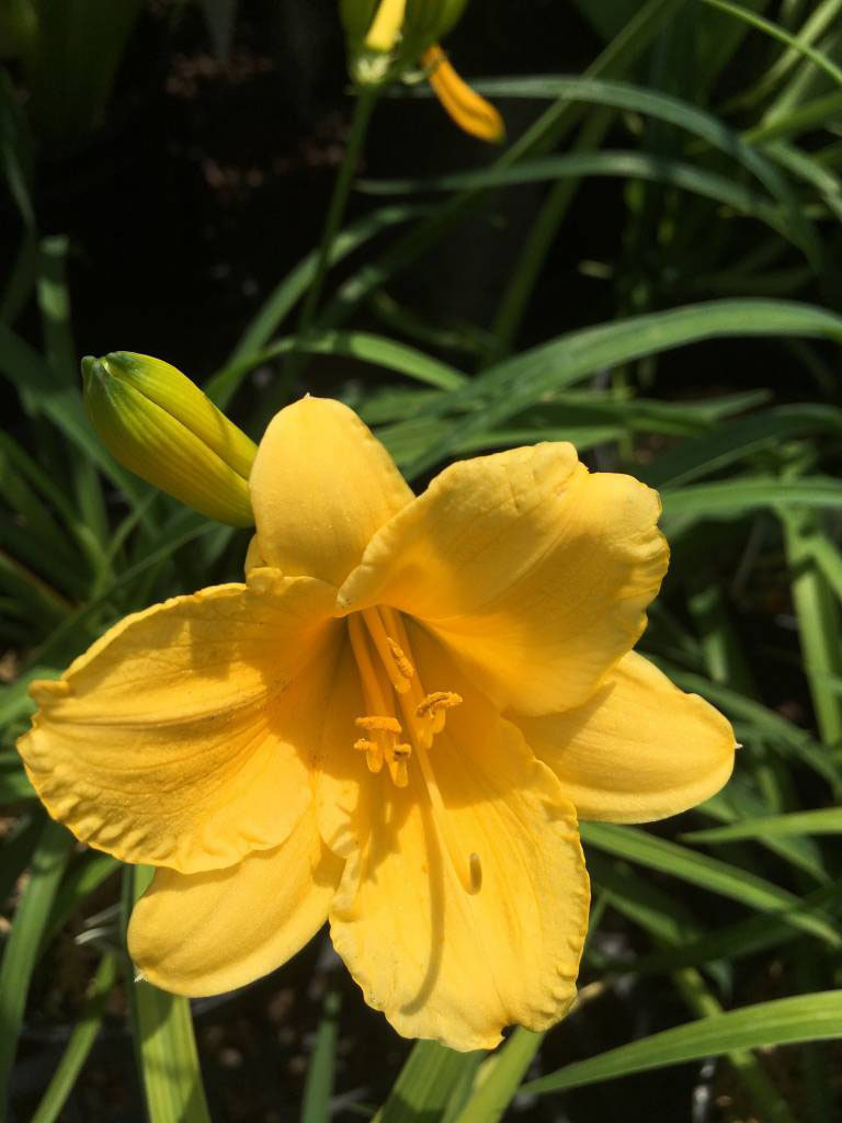 Stella de Oro Daylily - Image 3