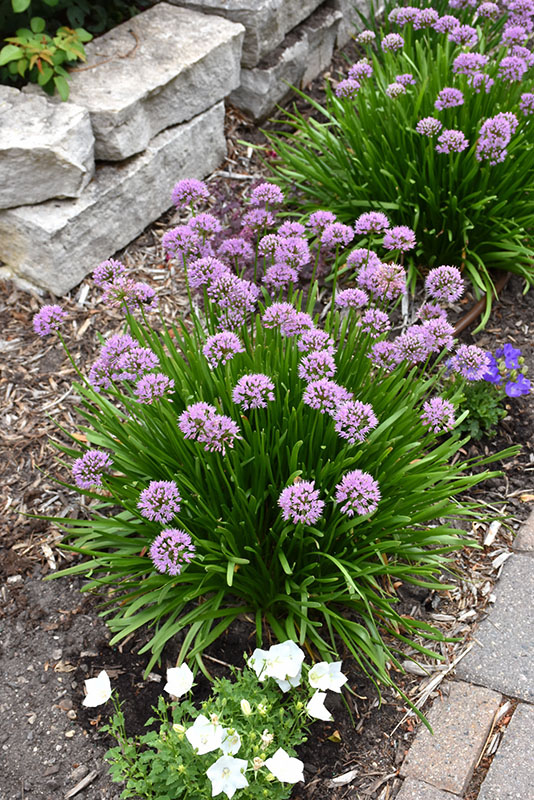 Summer Beauty Ornamental Onion - Image 2