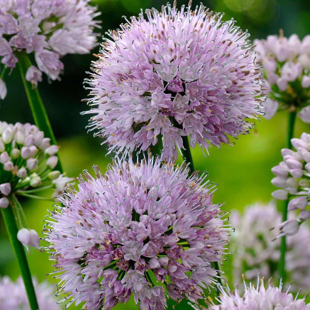 Summer Beauty Ornamental Onion - Image 3