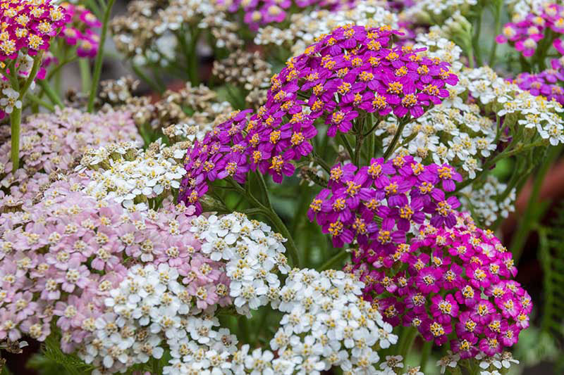 Summer Pastels Yarrow - Image 2