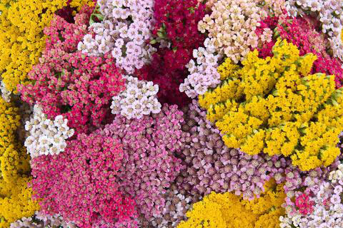 Summer Pastels Yarrow - Image 3