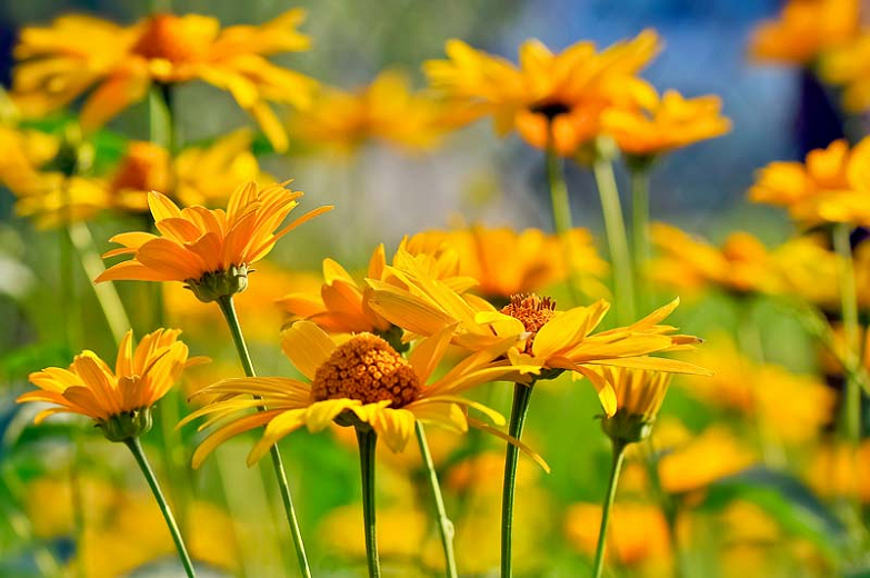 Summer Sun False Sunflower - Image 3