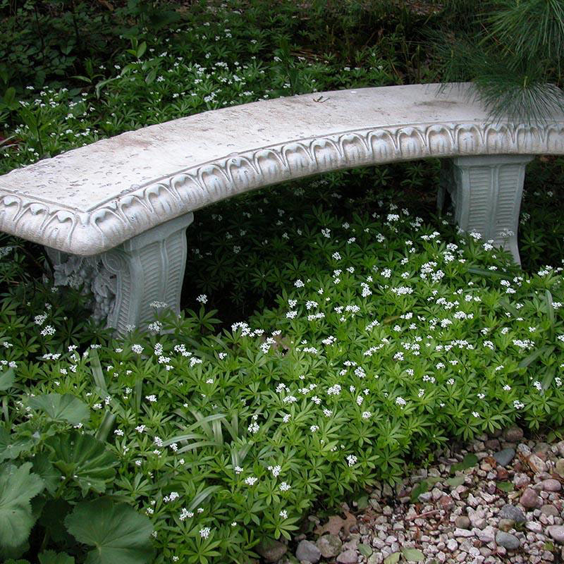 Sweet Woodruff - Image 2