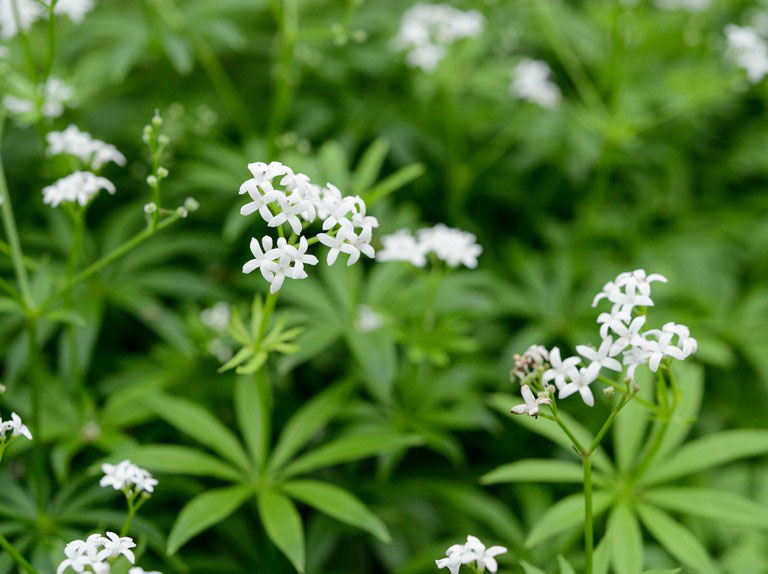Sweet Woodruff - Image 3
