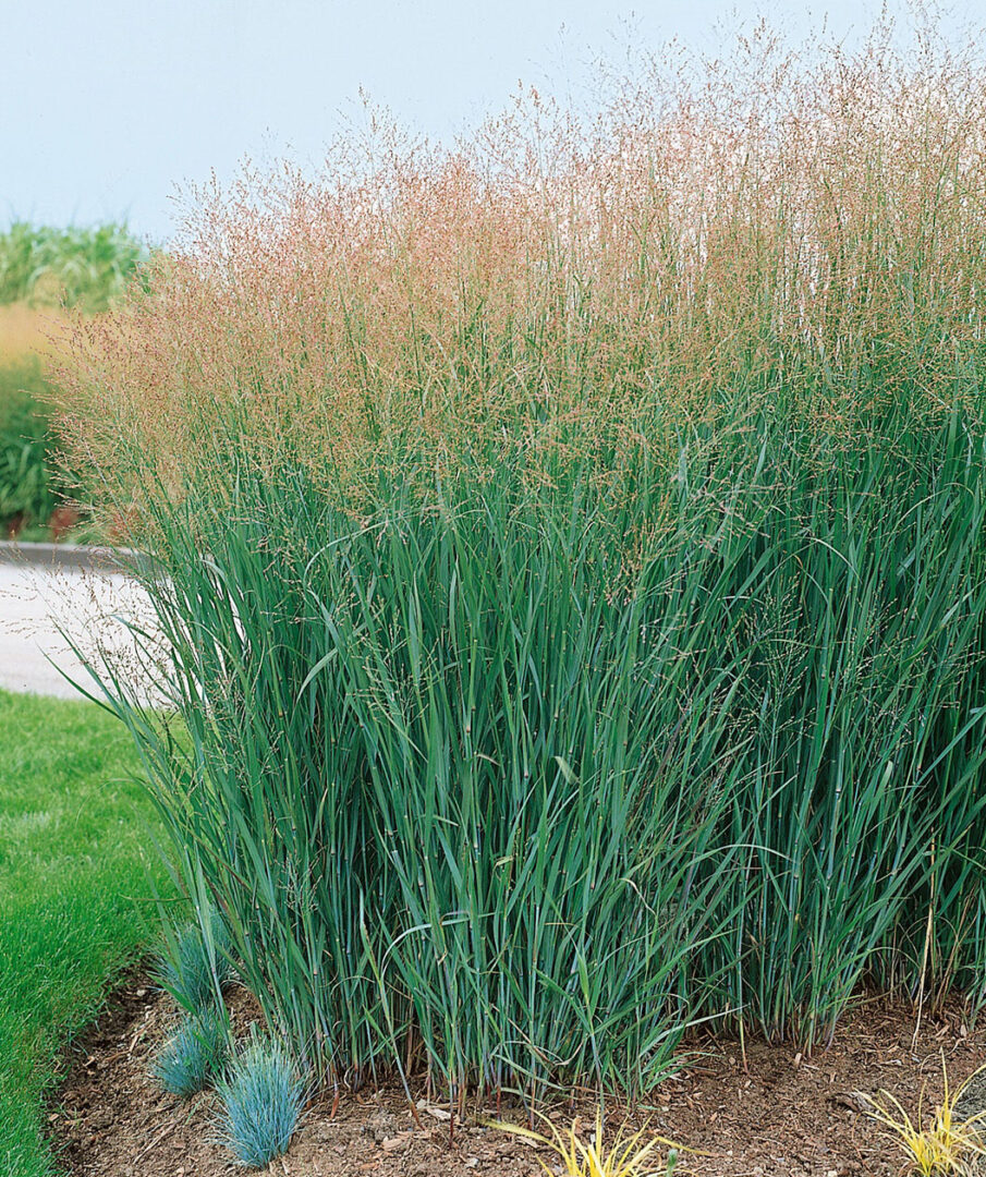 Grasses