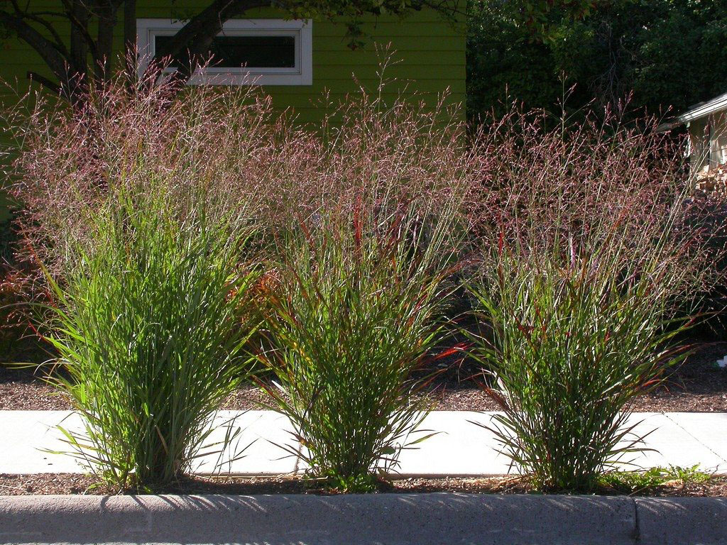 Switch Grass - Image 2