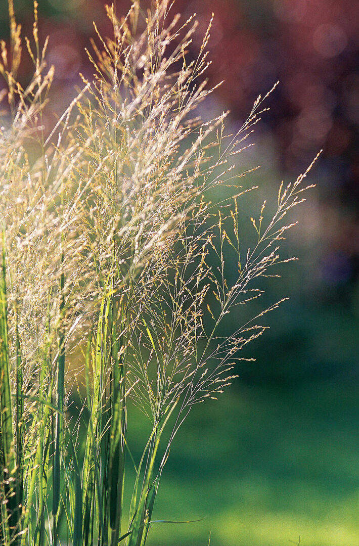 Switch Grass - Image 3
