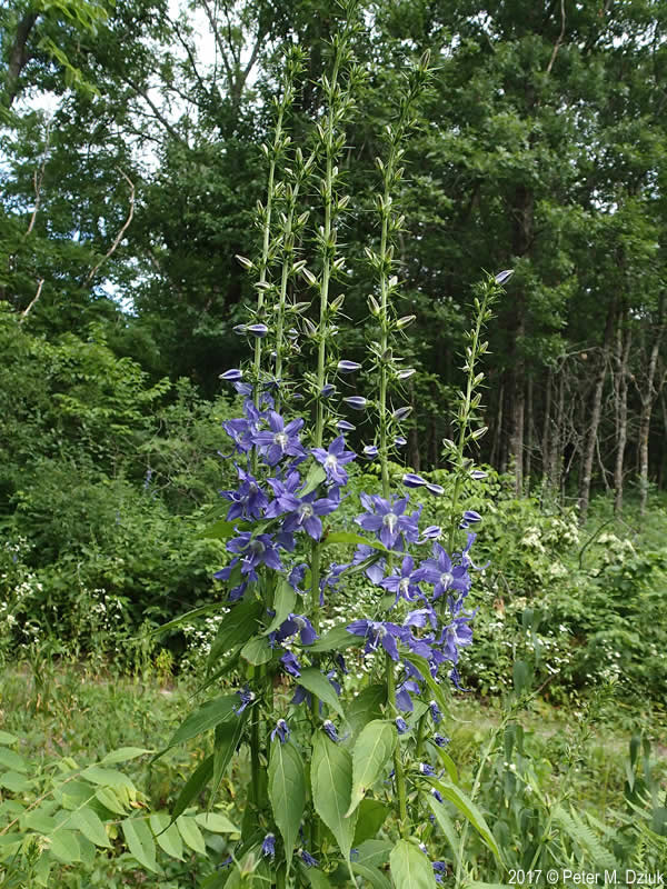 Tall Bellflower - Image 2