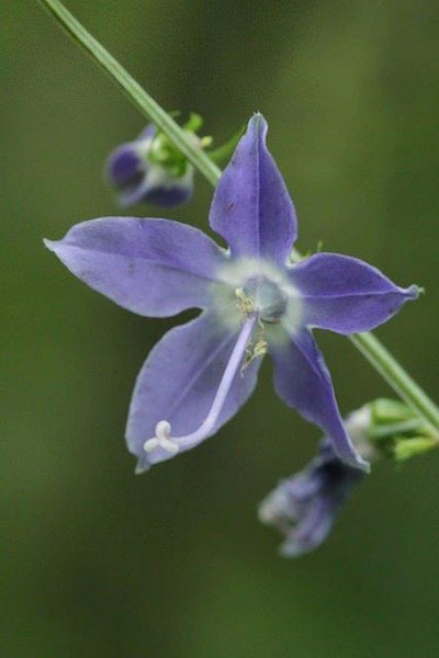 Tall Bellflower - Image 3
