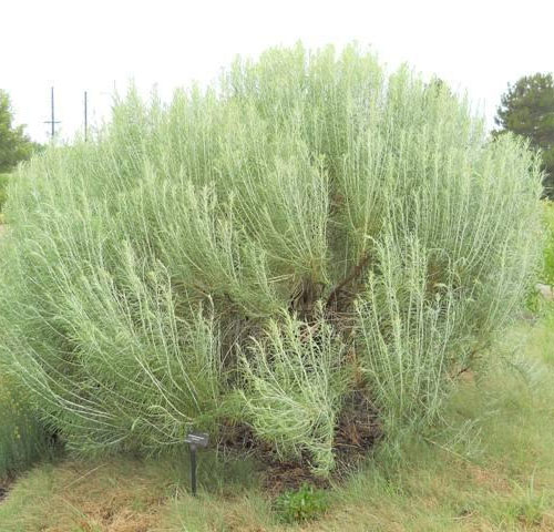 Tall Blue Rabbitbrush - Image 2