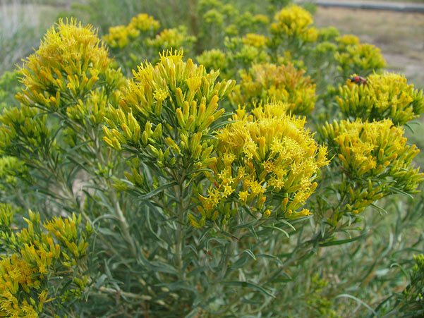 Tall Blue Rabbitbrush - Image 3