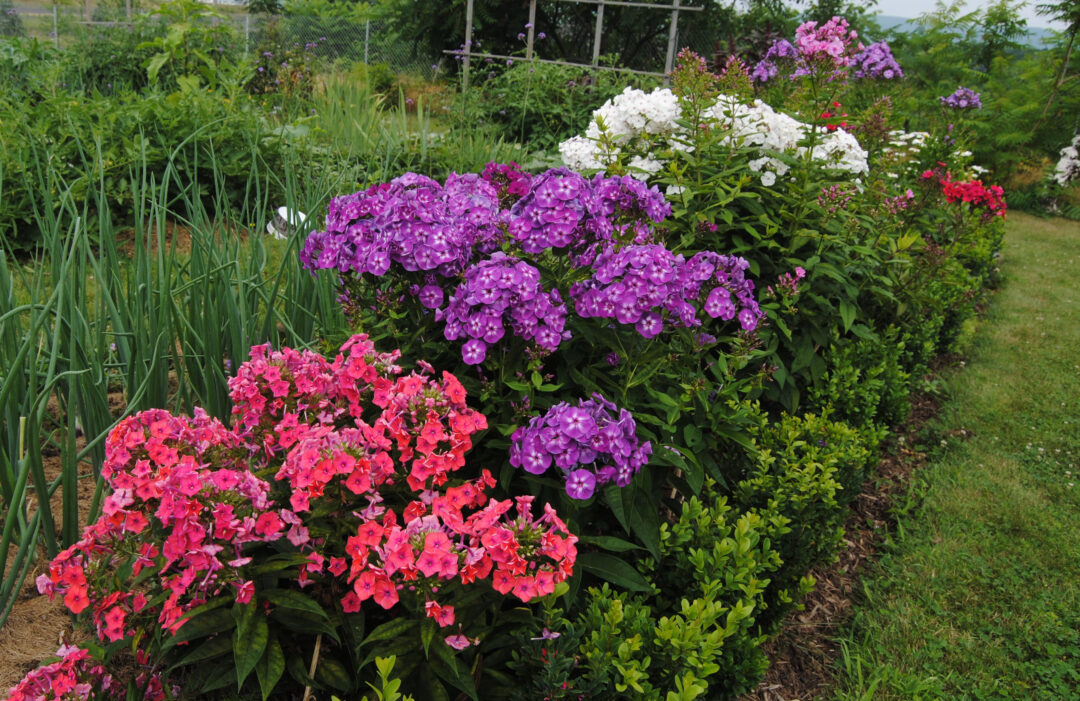 Tall Garden Phlox - Image 2
