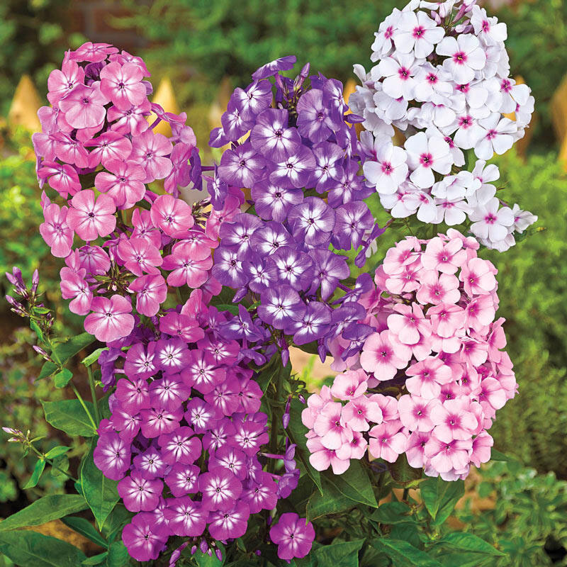 Tall Garden Phlox - Image 3