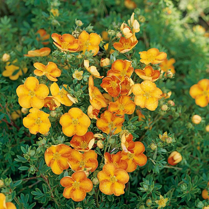 Tangerine Potentilla - Image 2