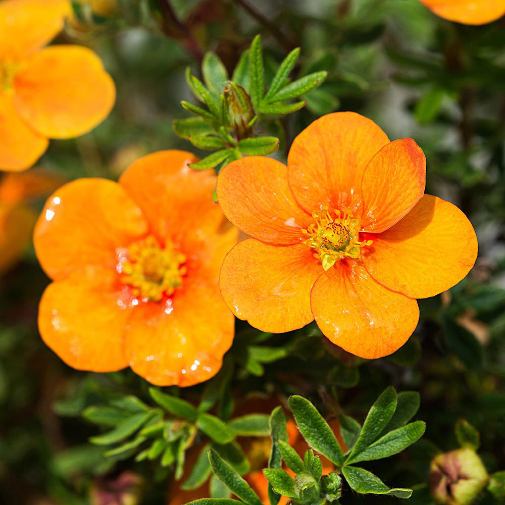 Tangerine Potentilla - Image 3