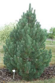 Tannenbaum Pine - Image 2
