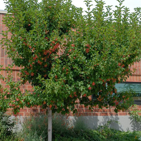 Tatarian Maple - Image 2