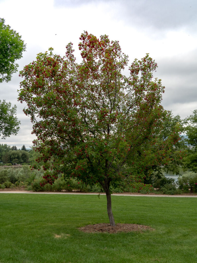 Tatarian Maple - Image 3