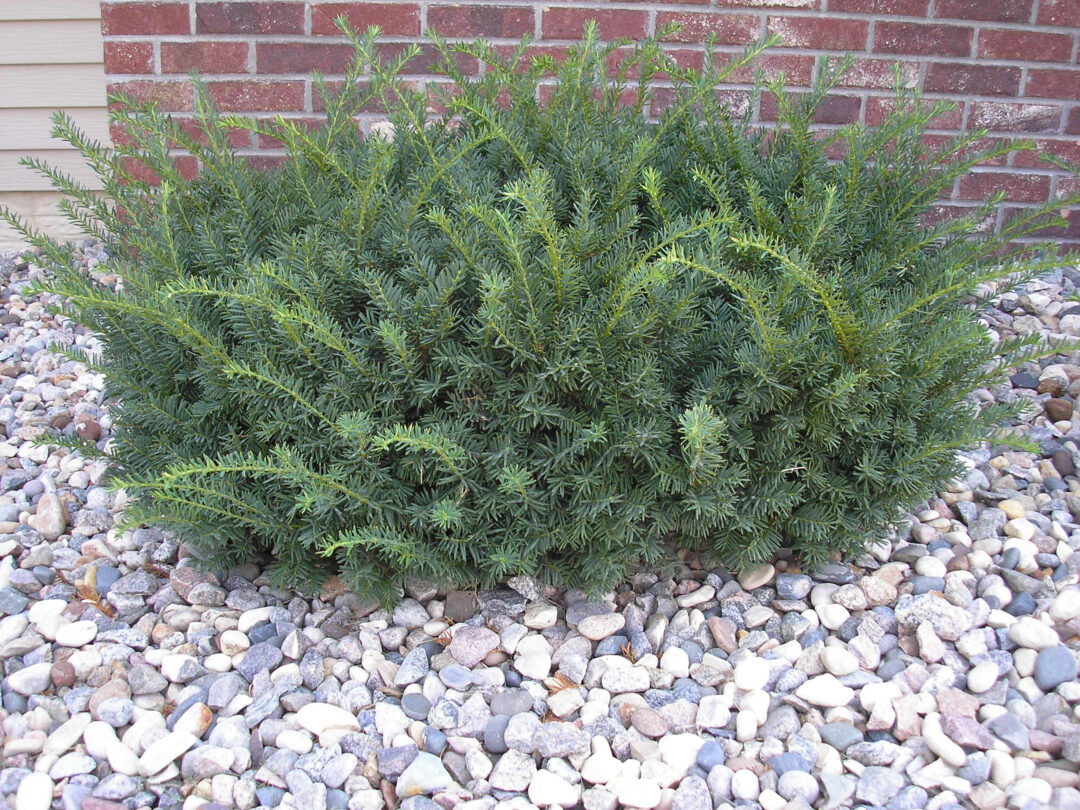 Taunton Spreading Yew - Image 2